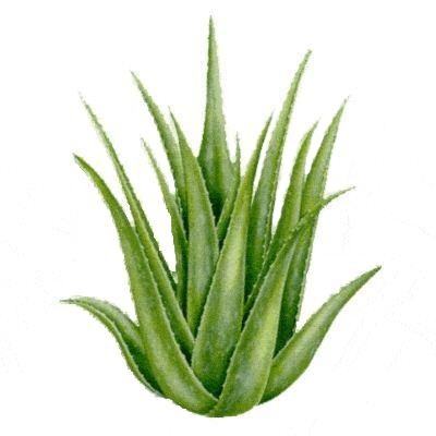 Aloe Vera comme plante dépolluante