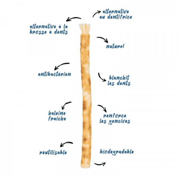 Brosse à dents naturelle Siwak élimine la plaque dentaire