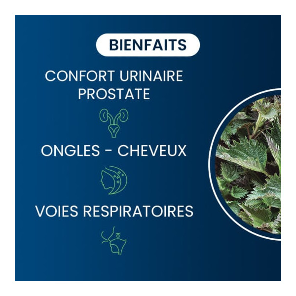 Racine d'ortie BIO - Dynveo
