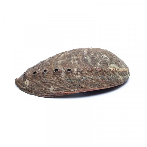 Coquille d’Ormeau Vert (Haliotis Fulgens) 12–16 cm - 3