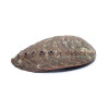 Coquille d’Ormeau Vert (Haliotis Fulgens) 12–16 cm - 3