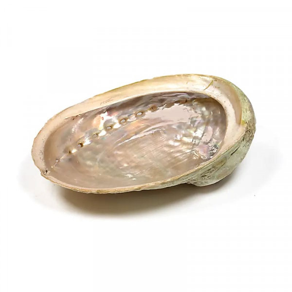 Coquille d’ormeau Haliotis Diversicolor 12-16cm – Support encens, sauge & palo santo - 1
