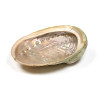 Coquille d’ormeau Haliotis Diversicolor 12-16cm – Support encens, sauge & palo santo