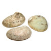 Coquille d’ormeau Haliotis Diversicolor 12-16cm – Support encens, sauge & palo santo - 2