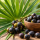 Saw Palmetto et chute de cheveux : bienfaits, efficacit&eacute; et r&eacute;sultats