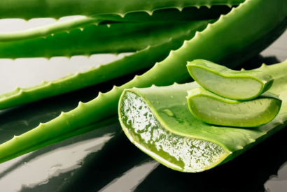 Aloe vera et psoriasis