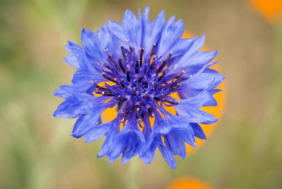 Astuce anti cernes &agrave; l'eau florale de Bleuet bio.