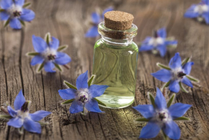 L' huile de bourrache bio comme soin beaut&eacute;.